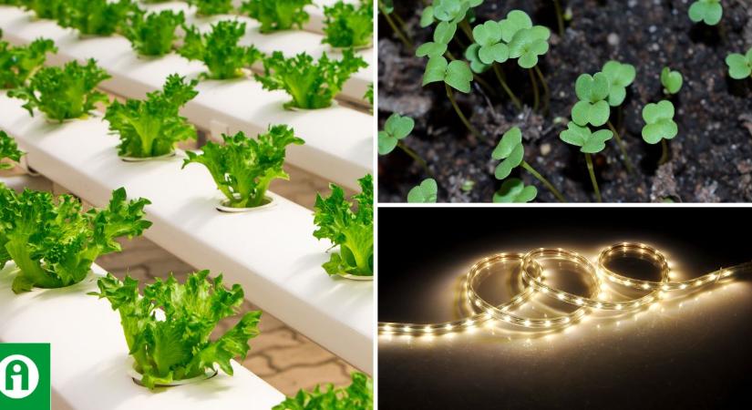 Döbbenetes, milyen hatással bírnak a LED fényforrások a növénytermesztésben!