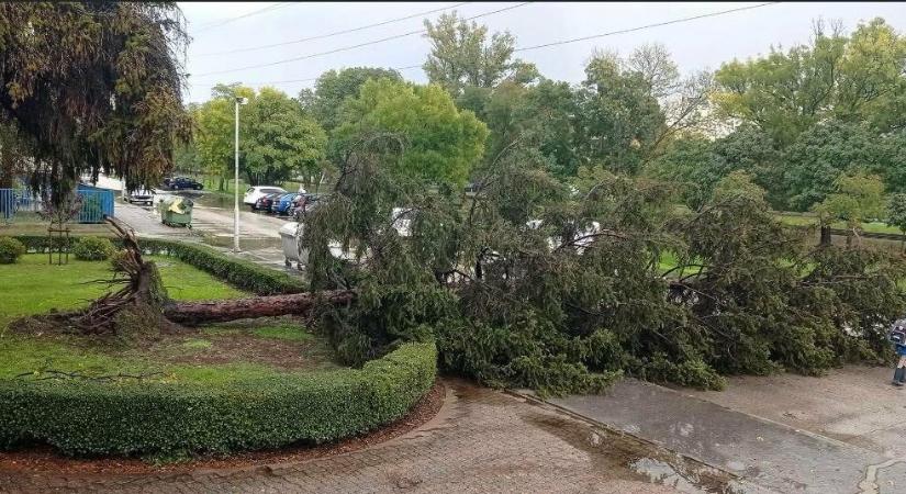 Döbbenet: gyökerestül tépte ki a méretes fát a vihar Szegeden