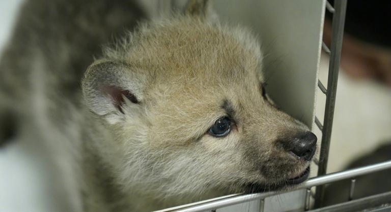 Kínában megszületett az első klónozott sarki farkas