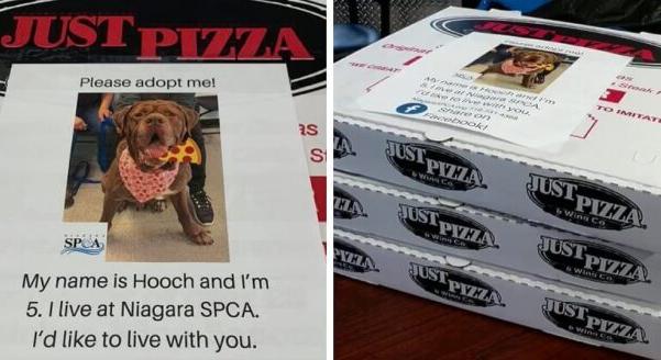 Egy pizzéria menhelyi kutyák fotóit teszi a pizzás dobzokra, hogy segítse az örkbefogadásukat