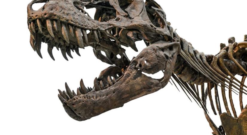 Milliárdokért kelhet el egy Tyrannosaurus rex csontváza