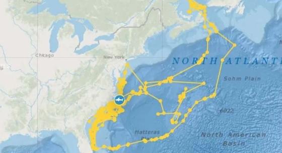 GPS-t raktak egy cápára, ami erre „lerajzolta” saját magát