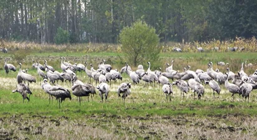 Rengeteg daru gyülekezik a Tisza-tó határán  videó
