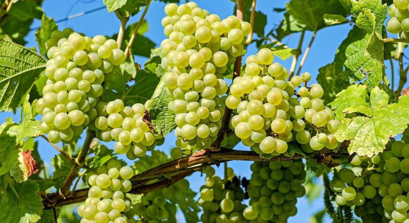 Sipos Gazda: fogyasszunk minél több egészséges, vegyszermaradék-mentes csemegeszőlőt, hogy mosolygós legyen életünk!