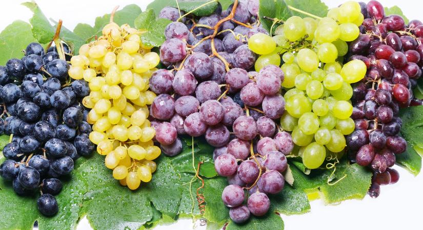 Egészséges csemege a friss hazai szőlő