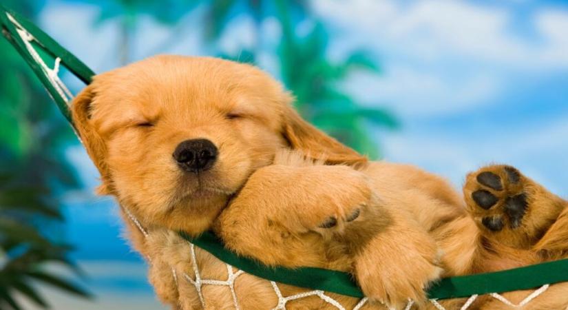 A te kutyád hogyan alszik? Az alvási pózból sok mindent megtudhatsz róla