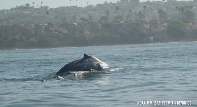 Halászhálóba gabalyodott bálnát mentettek meg Kalifornia partjainál