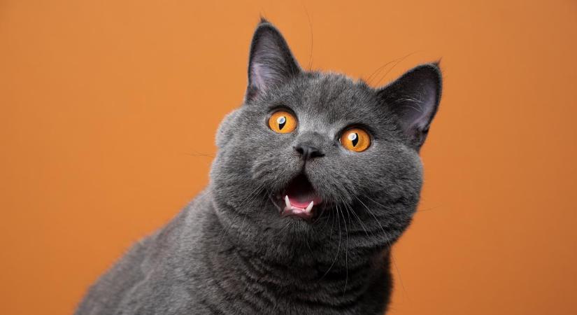 Az 5 legjobb bolhairtási módszer macskáknak, az állatorvos ajánlásával