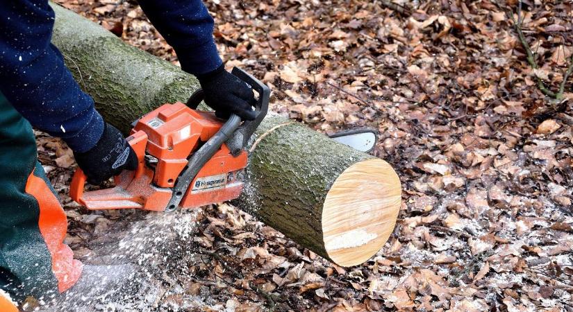 Szívszorító: egy háromgyerekes családapával végzett a kidőlt fa Ajkán – A barátai elégtételt követelnek