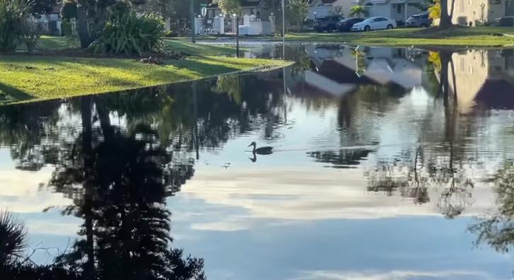 Videón, ahogy a pusztító hurrikán után kacsák úszkálnak Vujity Tvrtko háza előtt az utcán