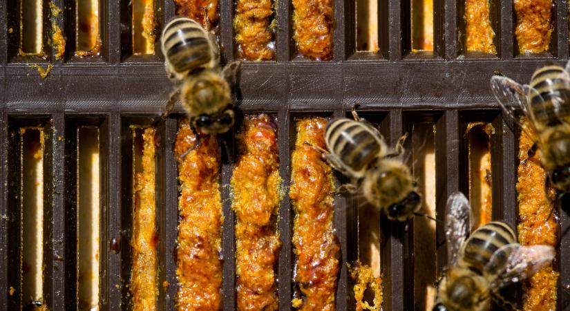 Gyógyító méhek: megölte a propolisz a ráksejteket ennél a daganatnál