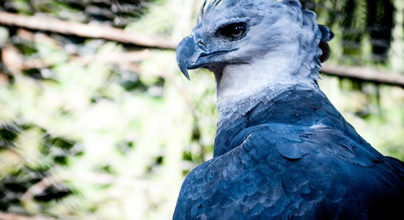 A Földön minden nyolcadik madárfajt a kihalás fenyegeti