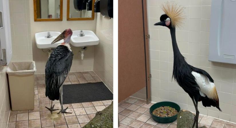 Fürdőszobába költöztették a madarakat a pusztító hurrikán elől