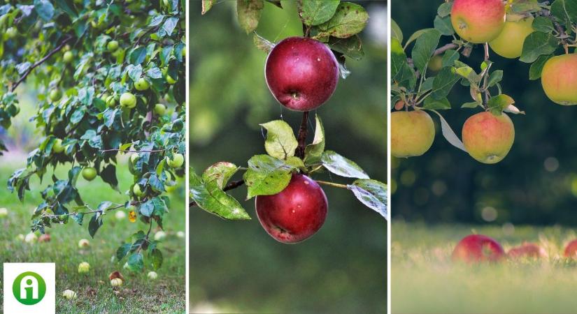 Ősi magyar gyümölcsfajtákat gyűjt a fiatal gazda a Zselicben