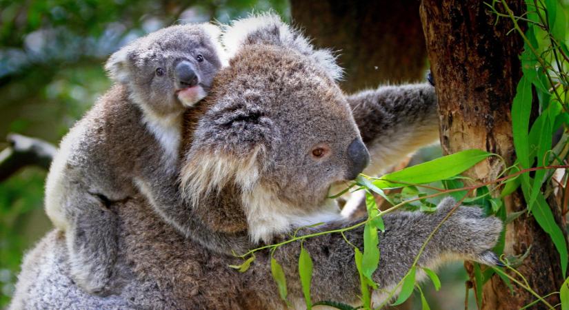 Ausztrália megakadályozná az újabb fajok kihalását az ország területén