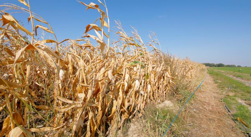 Ez durva: kiderült, mennyi gabona veszett oda idén Magyarországon