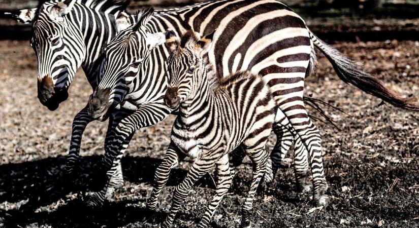 Jön az új Kifutón túl: zebra vérvétel és patás apróságok!