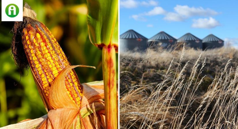 Közel 80 százalékkal nőtt a kukorica ára egy év alatt – döbbenetes terménypiaci adatok
