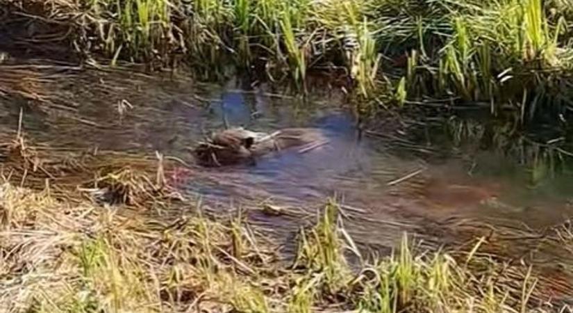 Évek óta Mátranovákon él a patakban fürdőző hód, most videót is készítettek róla