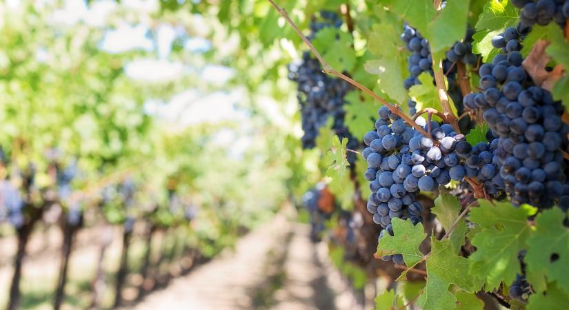 A szőlőtermesztők is az állam segítségét kérik