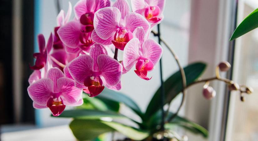 A szomszéd kertész megmutatta az orchideák titkát. Ezt teszi velük most és rengeteg sok virág jön