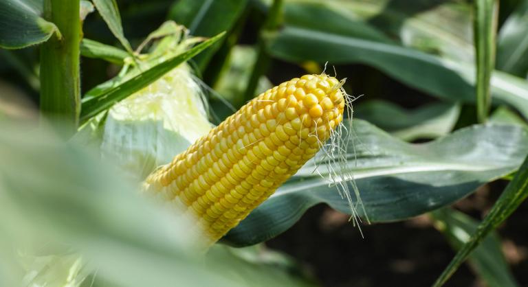 Nagyon megugrott a kukorica ára, egy év alatt 80 százalékkal emelkedett