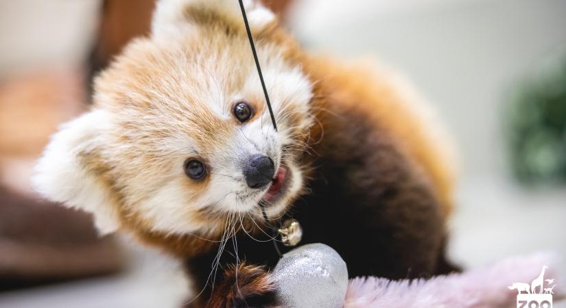 Nem lehet betelni a Veszprémi Állatkert cseperedő kispandájával