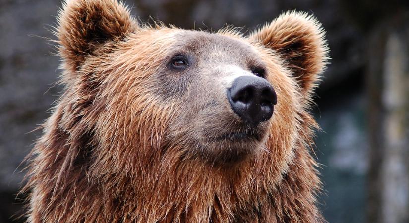 Három év alatt 243 medvét lőttek ki Romániában