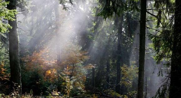 Elfogadta a kormány a 2030-ig szóló országos erdőstratégiát