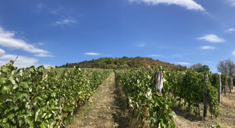 Kész, vége! Nagy a baj Tokajon: legendás magyar bortól búcsúzhatnak a vásárlók
