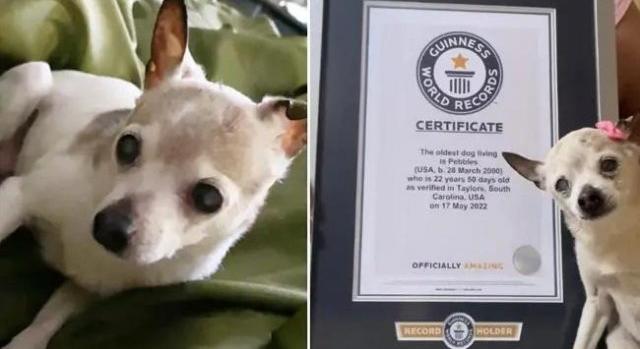 22 évesen meghalt a világ eddigi legöregebb kutyája