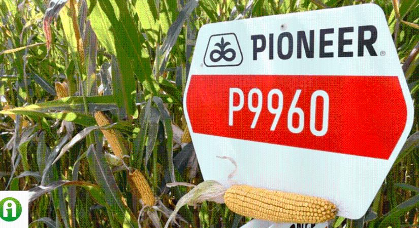 Kiemelkedő termőképességű Pioneer kukorica hibridek az egyik legkedveltebb éréscsoportban