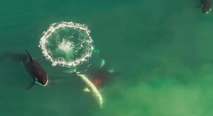 Drónnal filmezték a tengert, amit videóra vettek, az horrorfilmbe illik