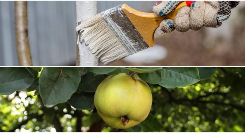 Itt az ideje a gyümölcsfák meszezésének – kertészeti növényvédelmi előrejelzés
