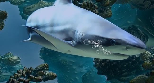 Fehér cápákra vadásztak a kardszárnyú delfinek