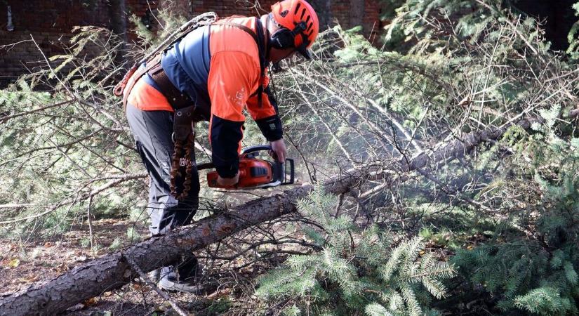Kivágták a veszélyes fákat Hajdúdorogon