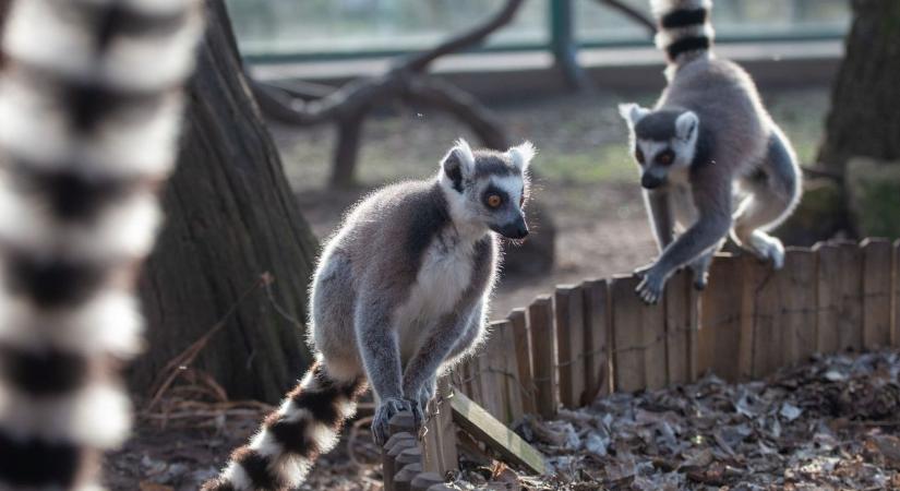 Az Állatok Világhete alkalmából országos rajzpályázatot indít a debreceni állatkert