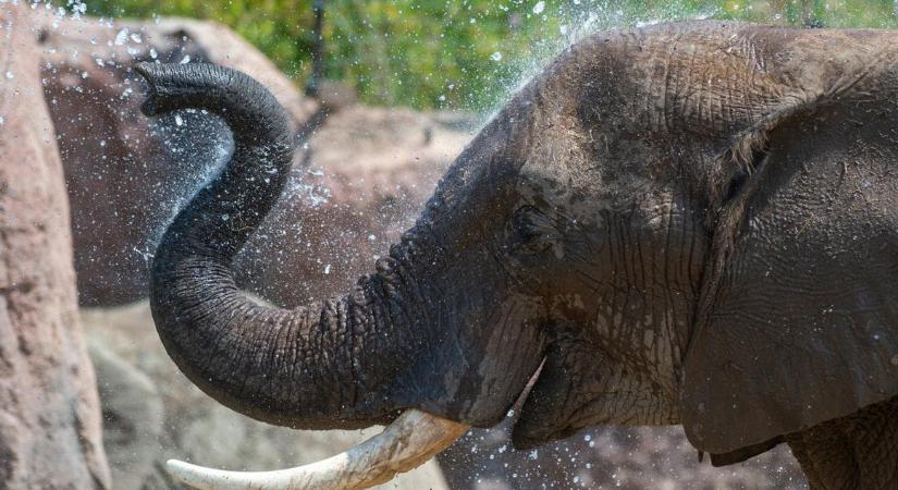 Megtalálták a rejtélyes gént, ami feltehetően megvédi az elefántokat a rákos betegségektől