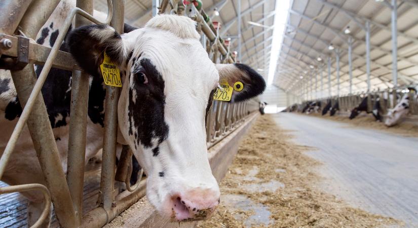Újabb segítséget kapott a tejelő szarvasmarha ágazat