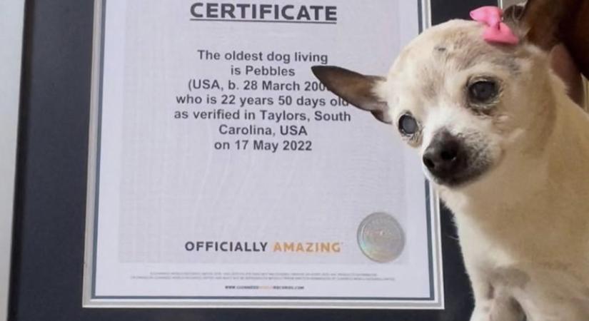 Elpusztult a világ legöregebb kutyája