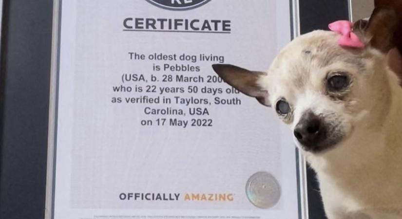 Huszonkét évesen meghalt a világ legidősebb kutyája
