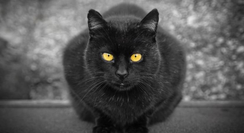 Egyetlen ember tehet arról, hogy a fekete macskákhoz ennyi babona kötődik