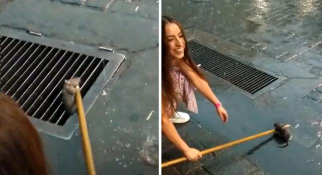 Ritka állatmentős videó: csatornarácsba szorult patkány lágyította meg egy tőle rettegő nő szívét