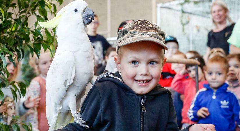 Háromszáz madár csiripel OMK-ba - Ma nyitott a díszmadár kiállítás, ahol a kakadu hintázni, az ara makaó kocsizni szeret - fotók, videó