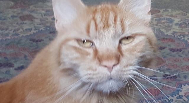 Egy Facebook-csoport buktatta le az egyszerre több gazdát is tartó rossz budapesti cicát
