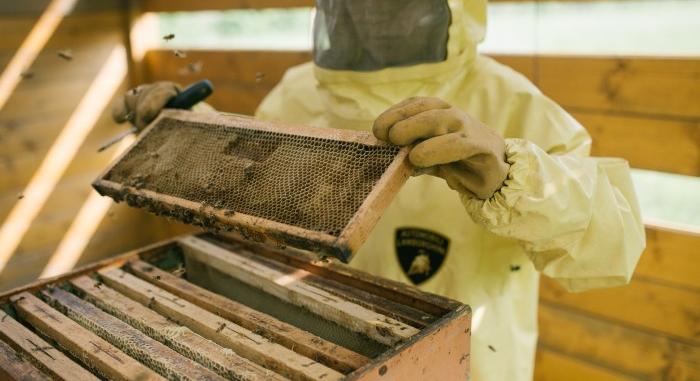 A Lamborghini mézet is termel, de hozzájutni szinte lehetetlen