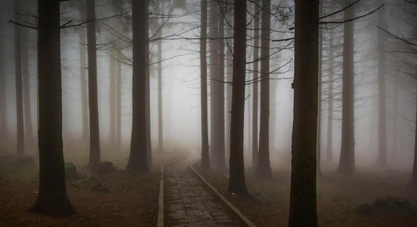 Hátborzongató, ami ebben az erdőben történik – Tényleg földönkívüliek okozzák?