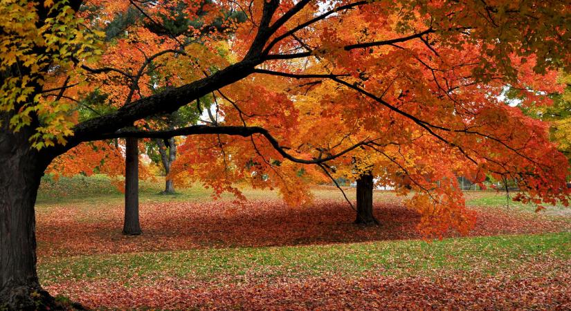 Ezeket a helyeket ősszel sem hagyhatod ki: íme az ország 5 csodaszép arborétuma