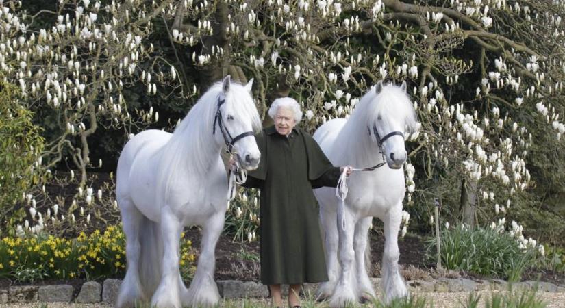 Károly eladja a néhai királynő szeretett állatait: bárki megveheti II. Erzsébet versenylovait