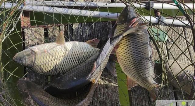 Háromszáz kilogrammnyi illegálisan tárolt halat engedtek vissza a csepeli kavicsbányatóba